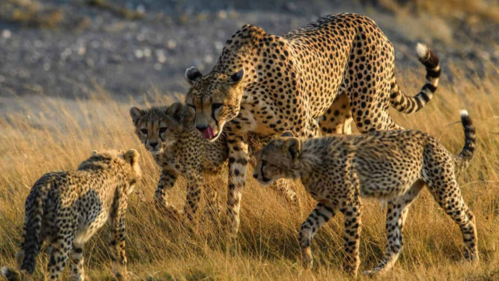 2 days Safari from Dar Es Salaam to Mikumi National Park