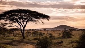 Discover the Magic of Tanzania Safaris
