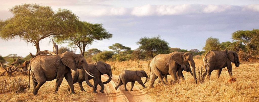 How to Choose a Safari Operator in Tanzania