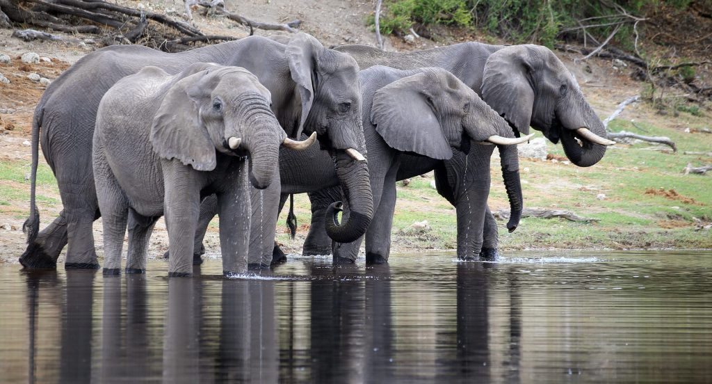 Iconic Animals You’ll Spot on a Tanzania Safari
