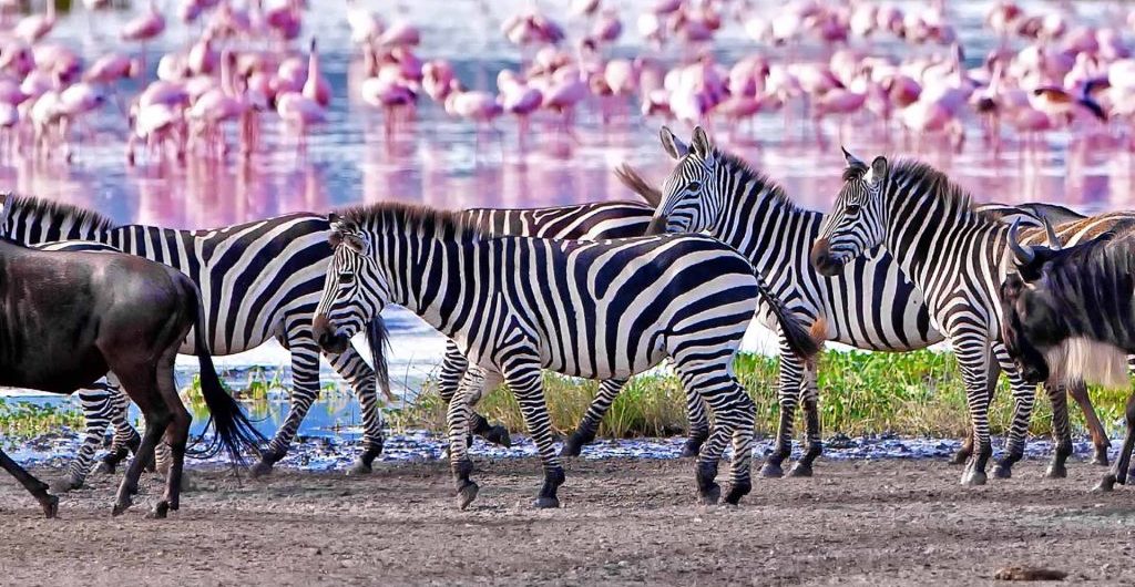 Tanzania Safari Guide: What to Expect
