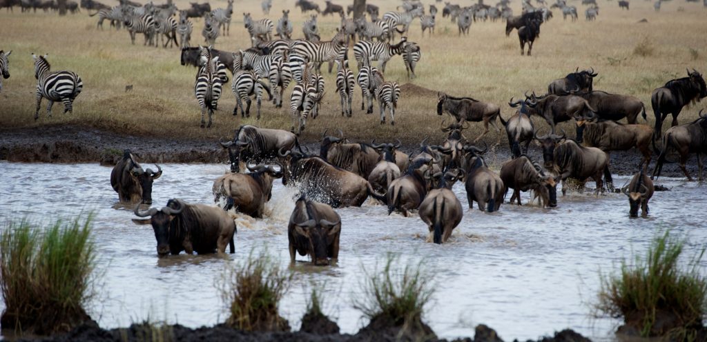 in Tanzania The Cost of a Tanzania Safari: What You Need to Know