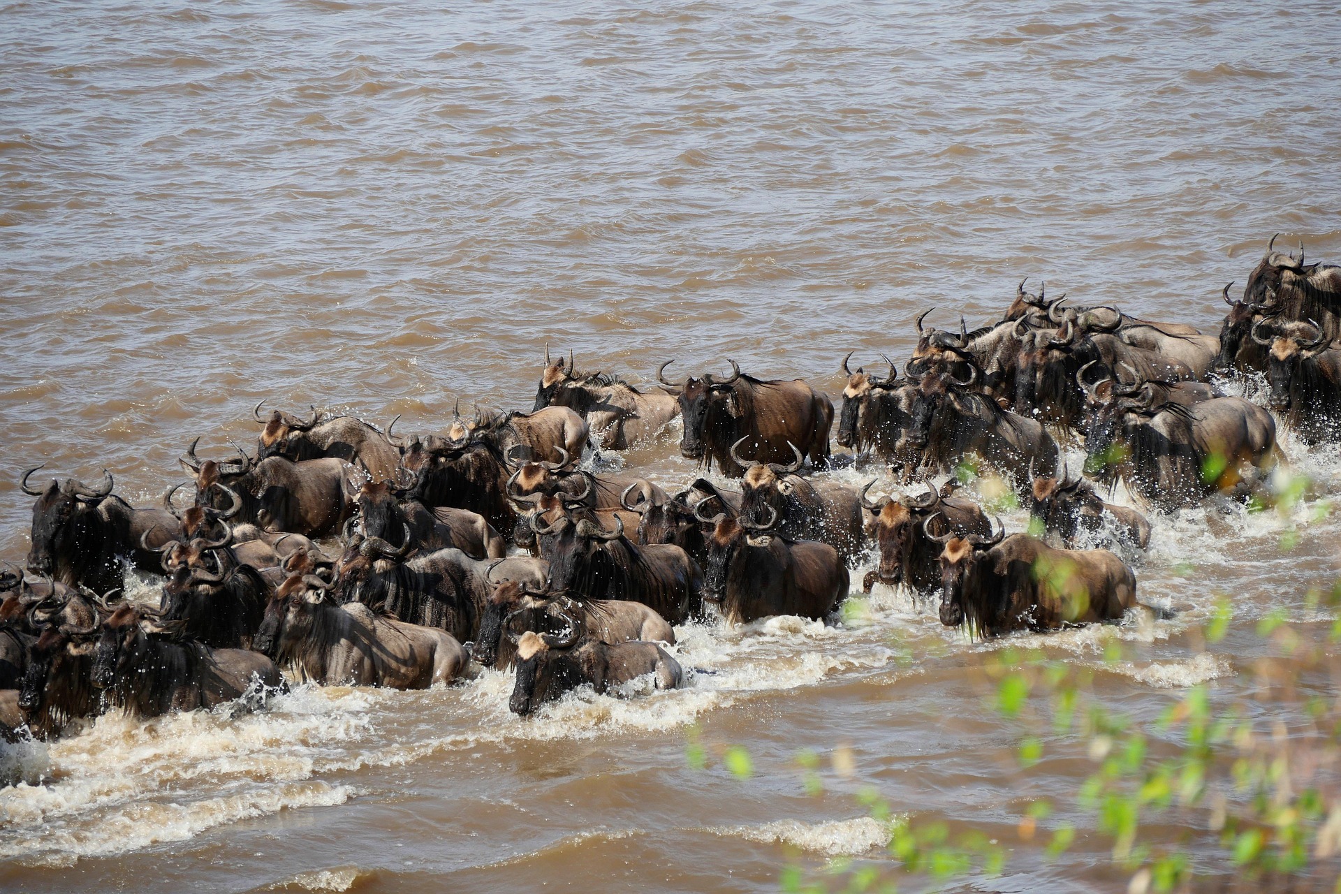 The Great Migration: Why You Shouldn’t Miss It