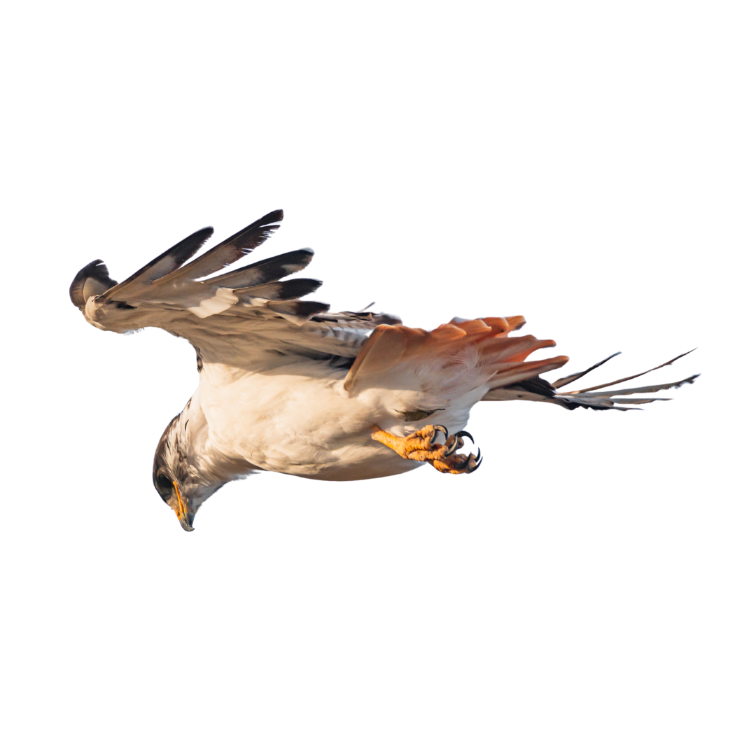 Augur Buzzard