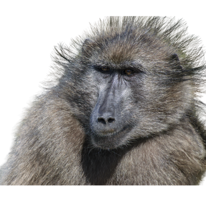 Olive Baboon