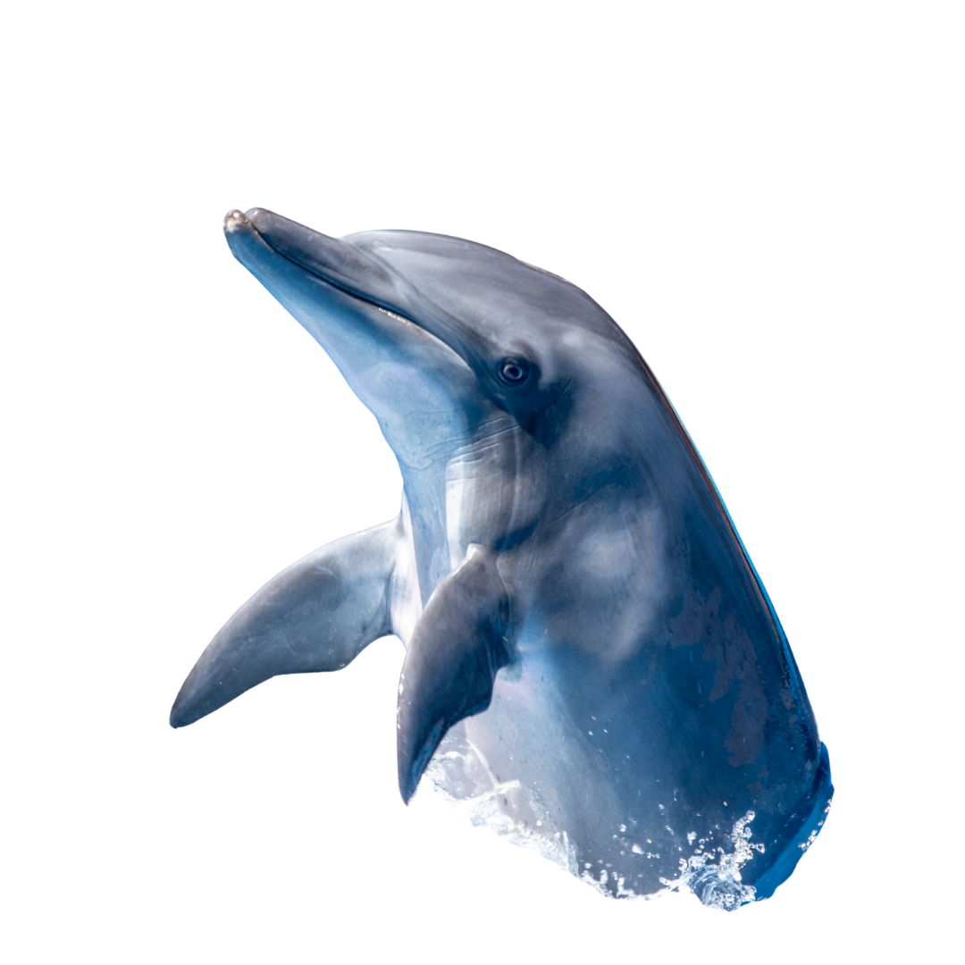 Dolphin