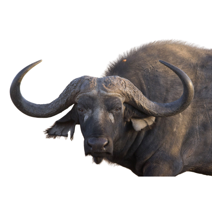 Buffalo