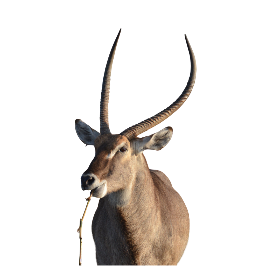Common Waterbuck