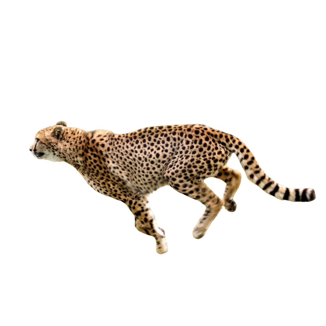 Cheetah