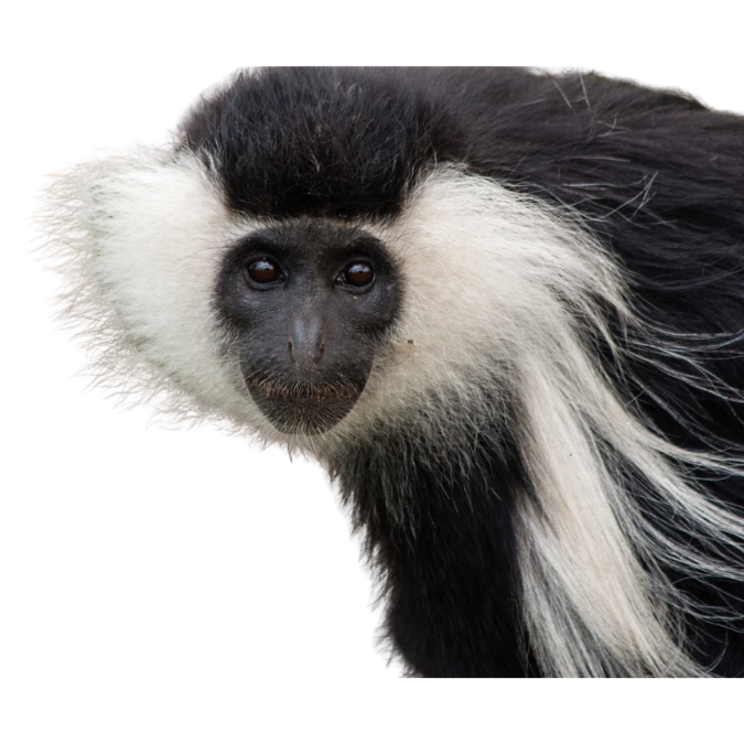 Colobus Monkey