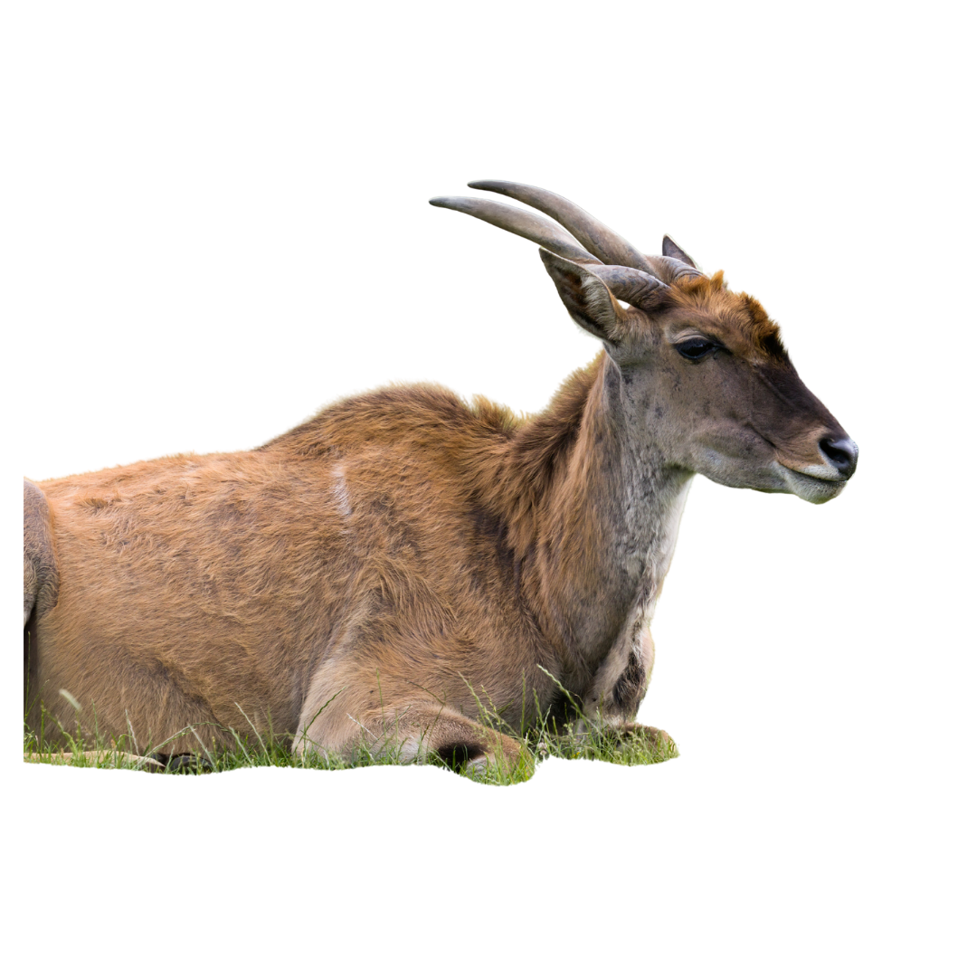 Common Eland