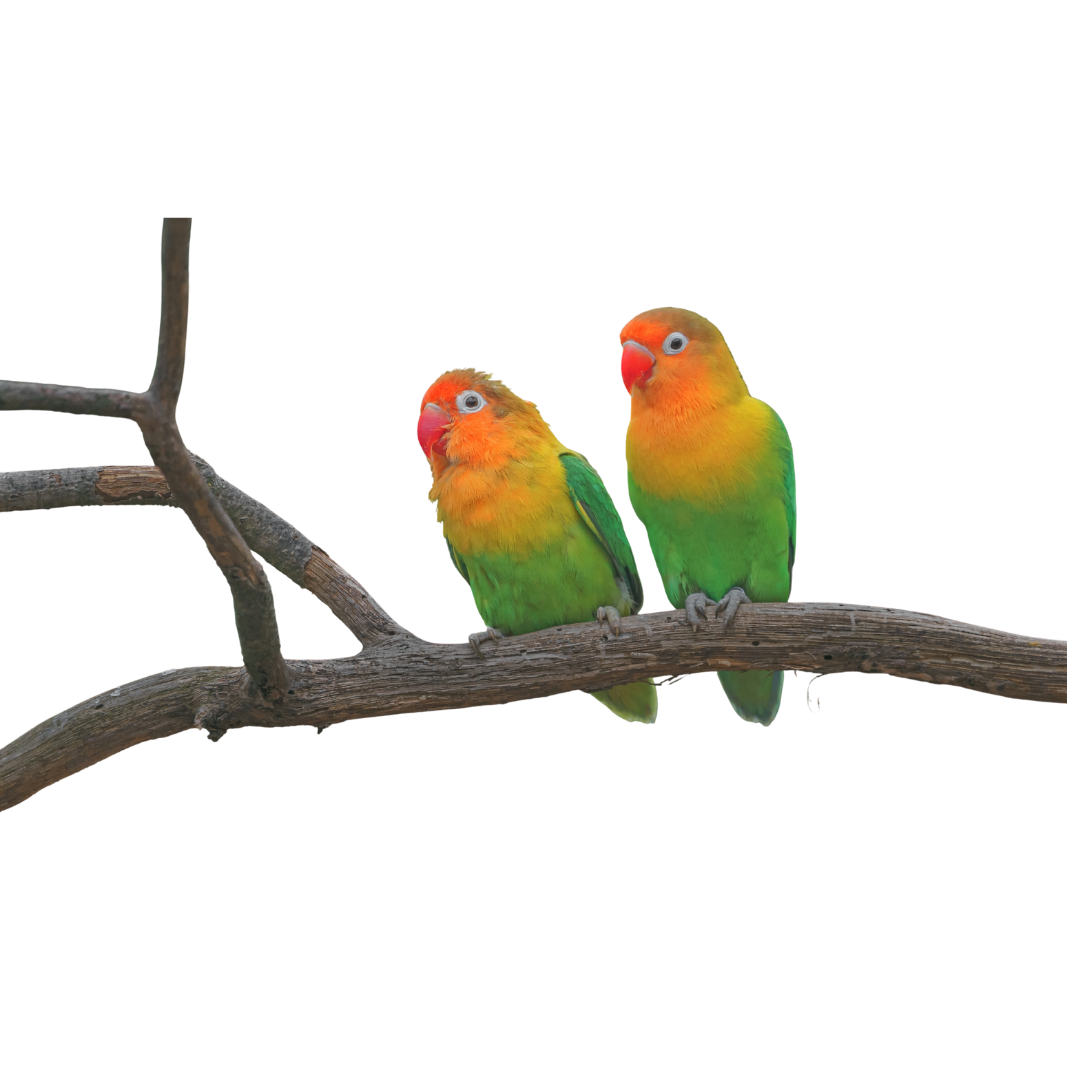 Fischer's Lovebird