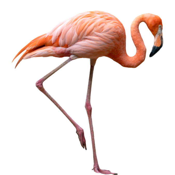 Flamingos
