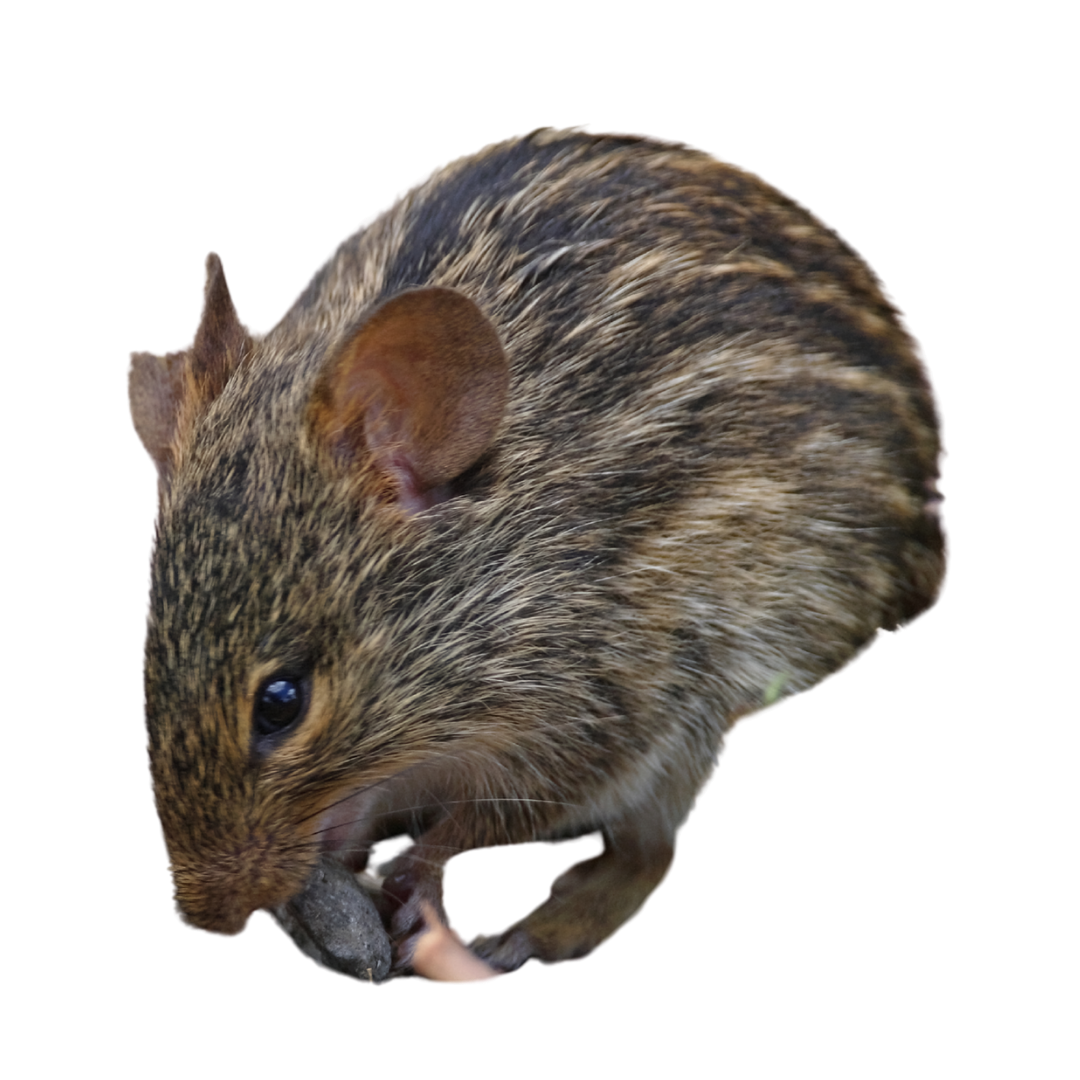 Four-Striped Mouse