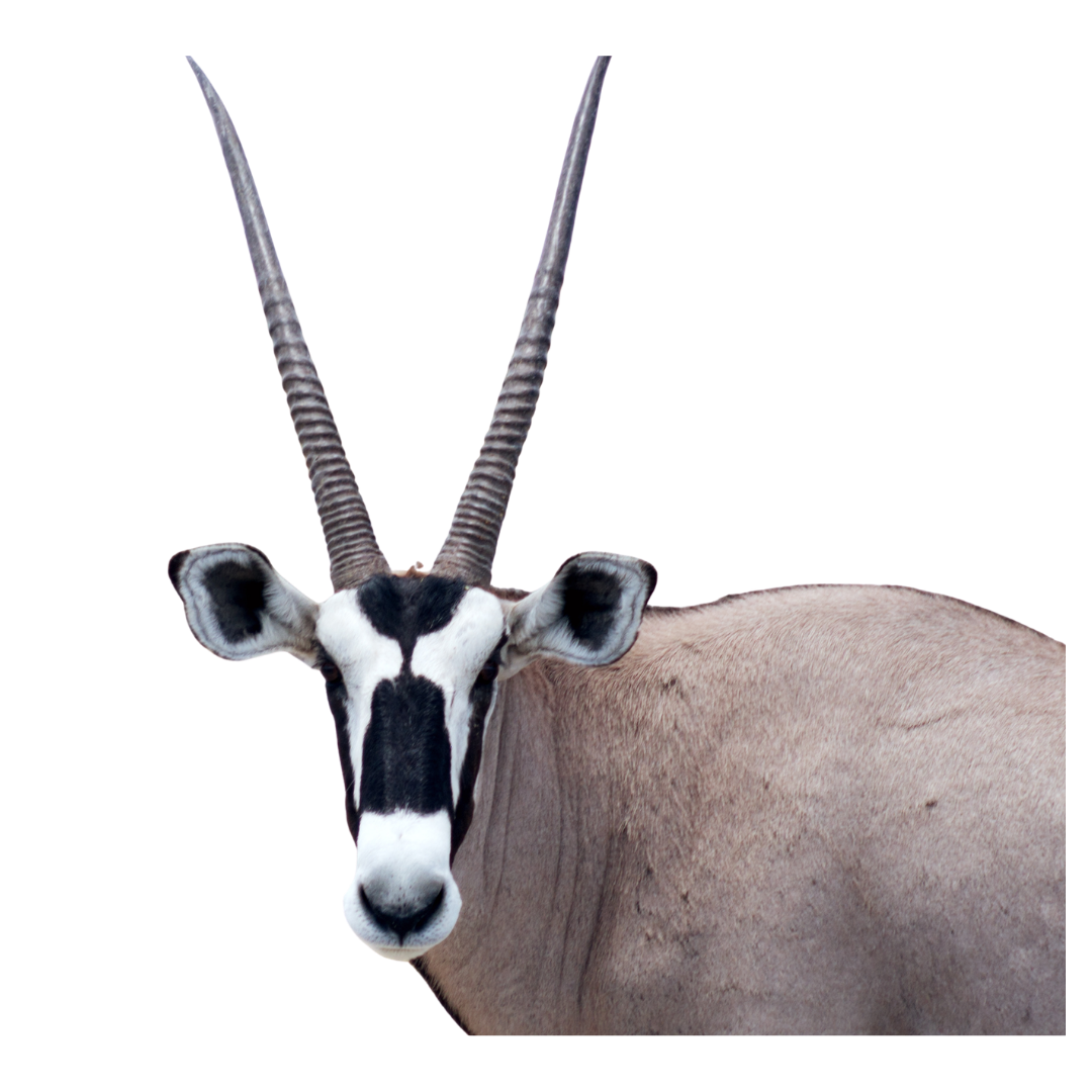 Fringe-Eared Oryx