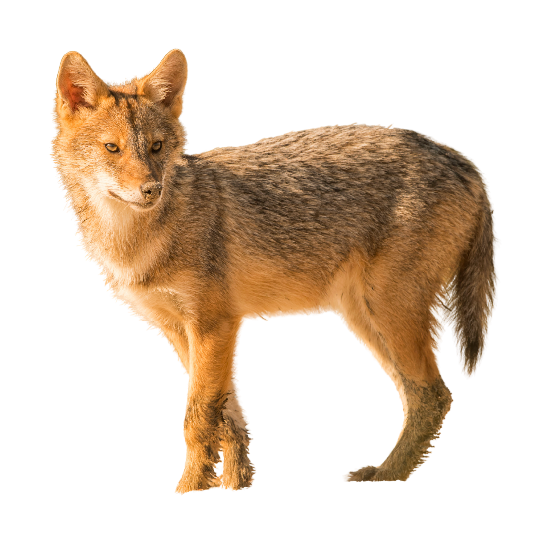 Golden Jackal
