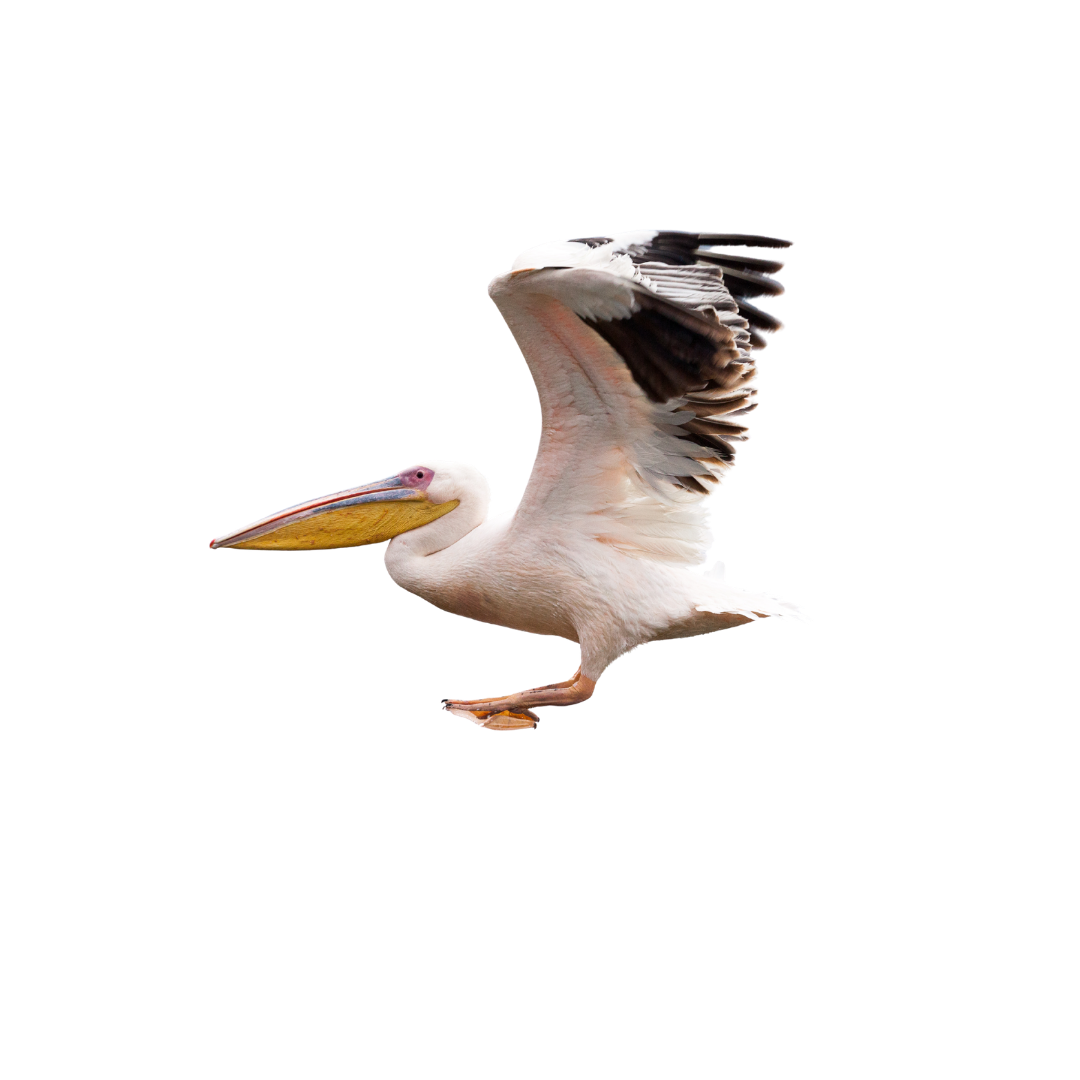 Great White Pelican