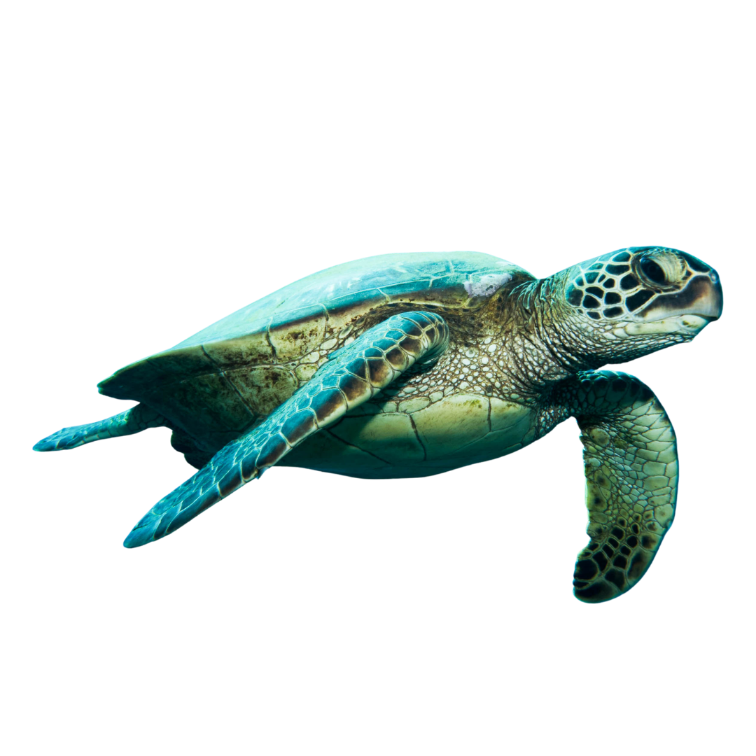 Green Sea Turtle