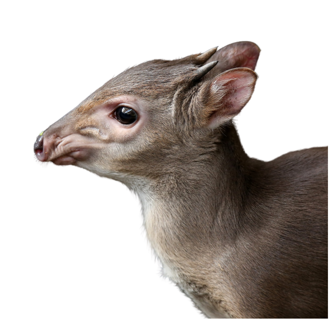 Harvey's Duiker
