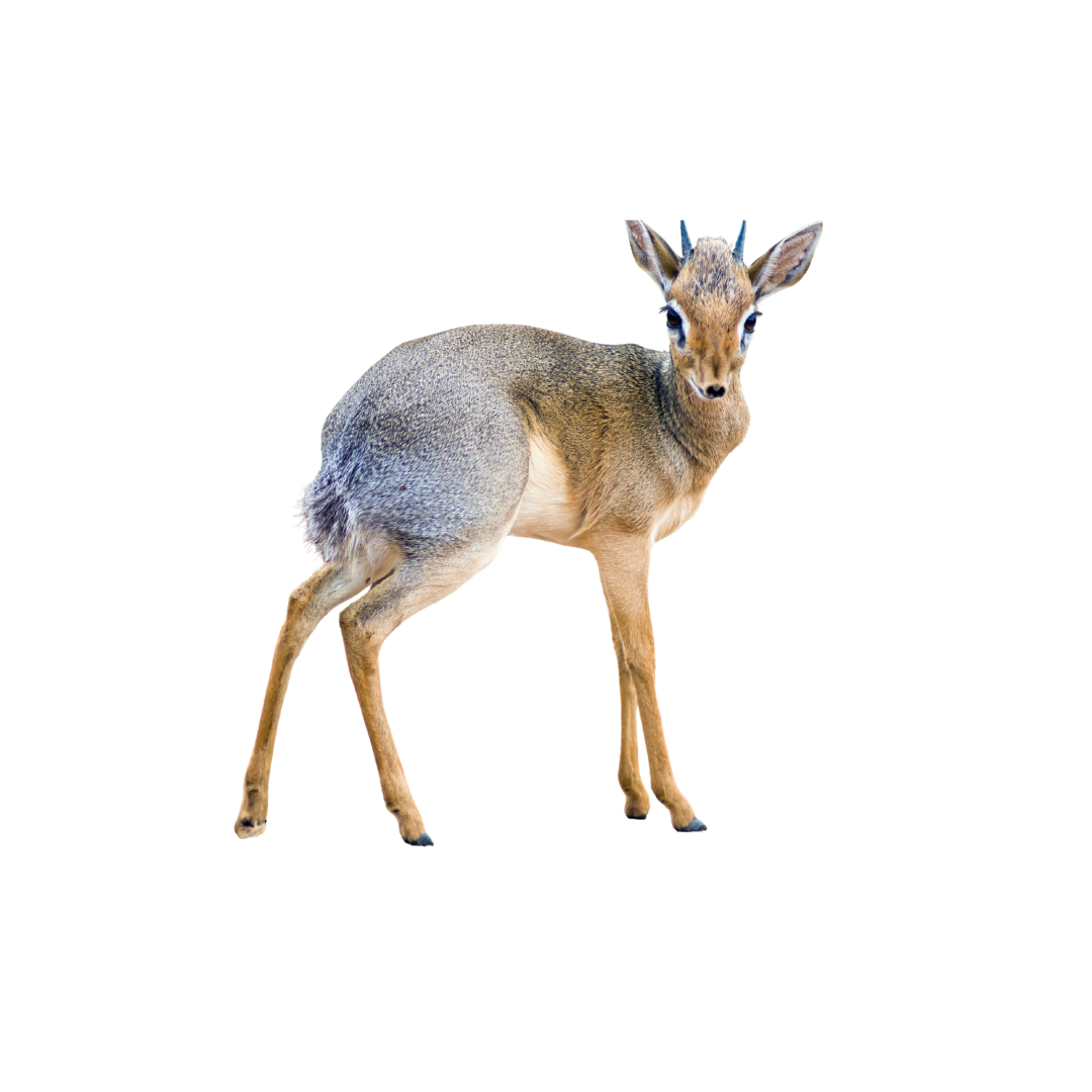 Grant's Gazelle