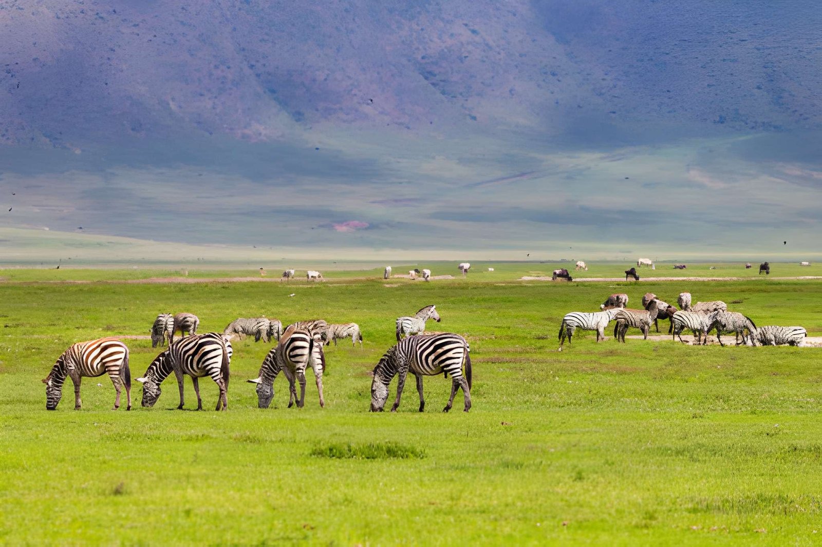 Ngorongoro Crater Wildlife