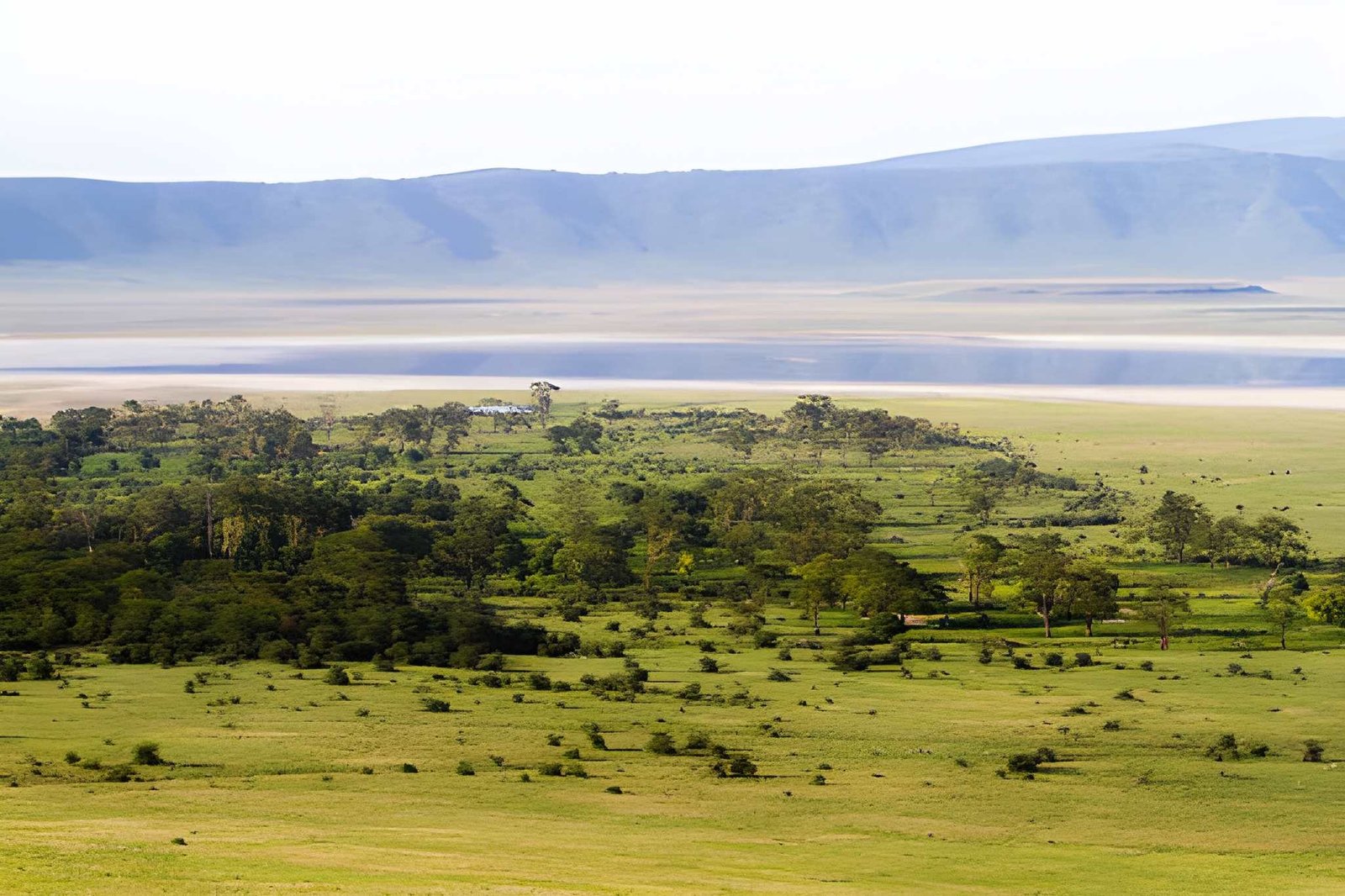 Ngorongoro Lerai Forest
