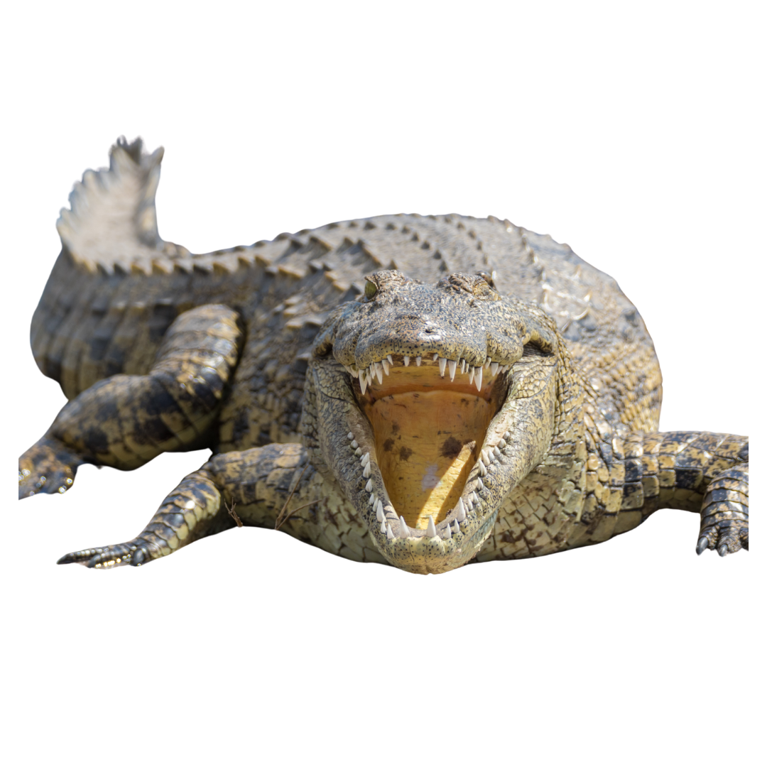 Nile Crocodile