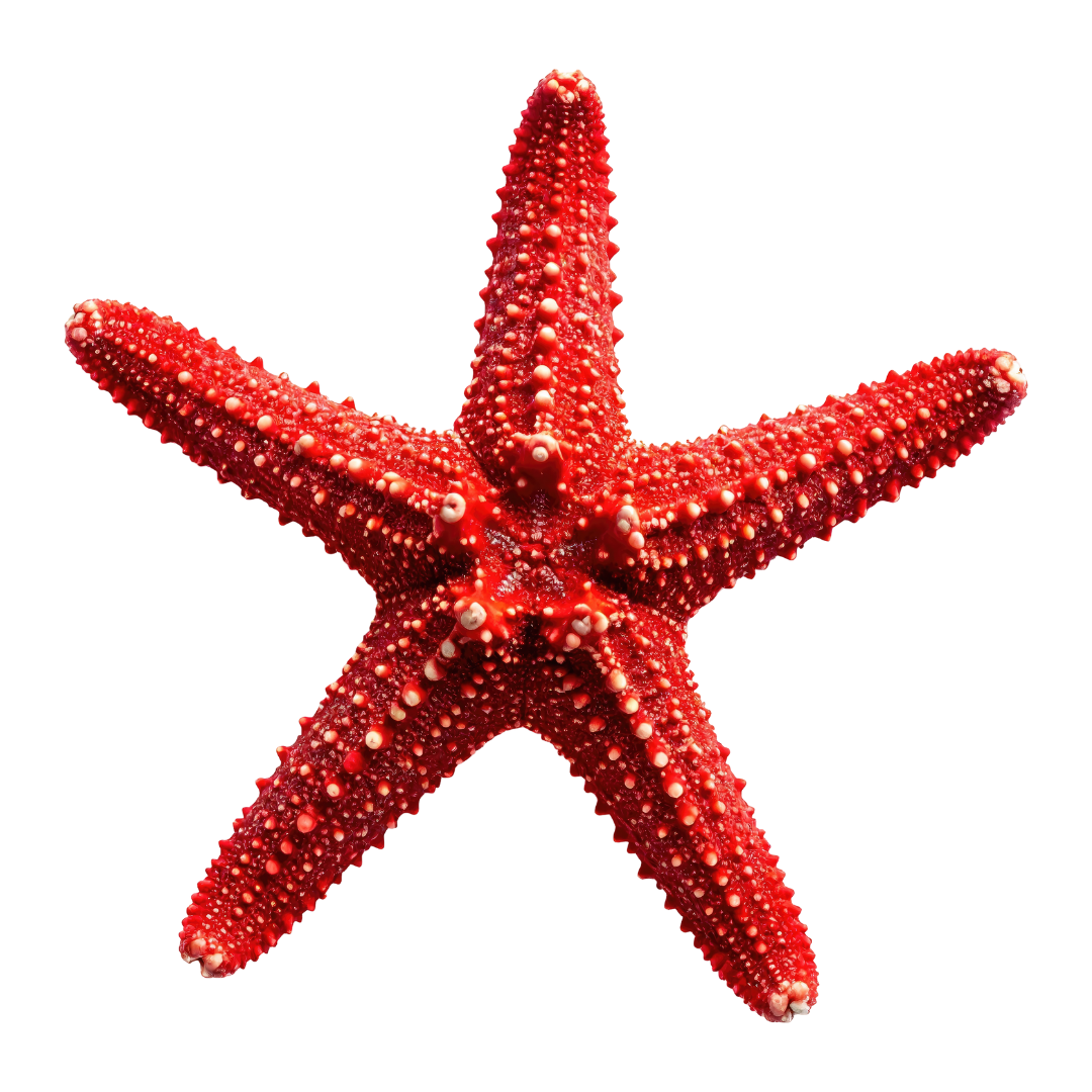 Starfish