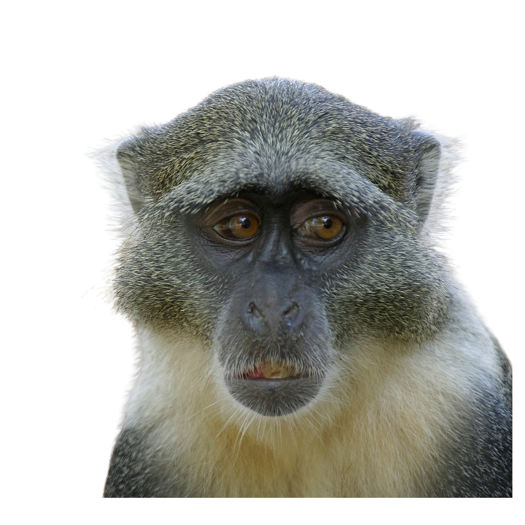 Sykes Monkey