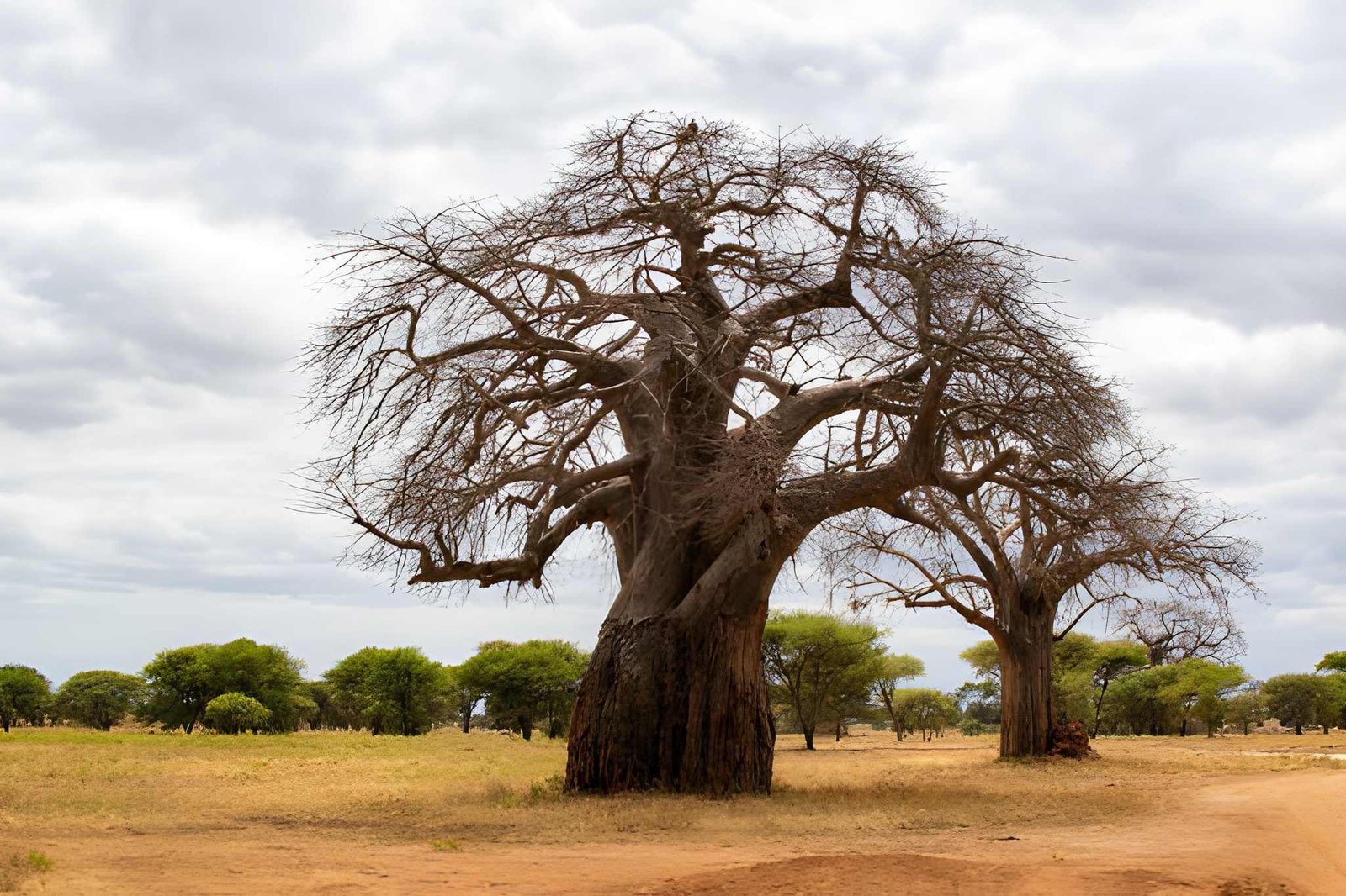 Tarangire National Park 5
