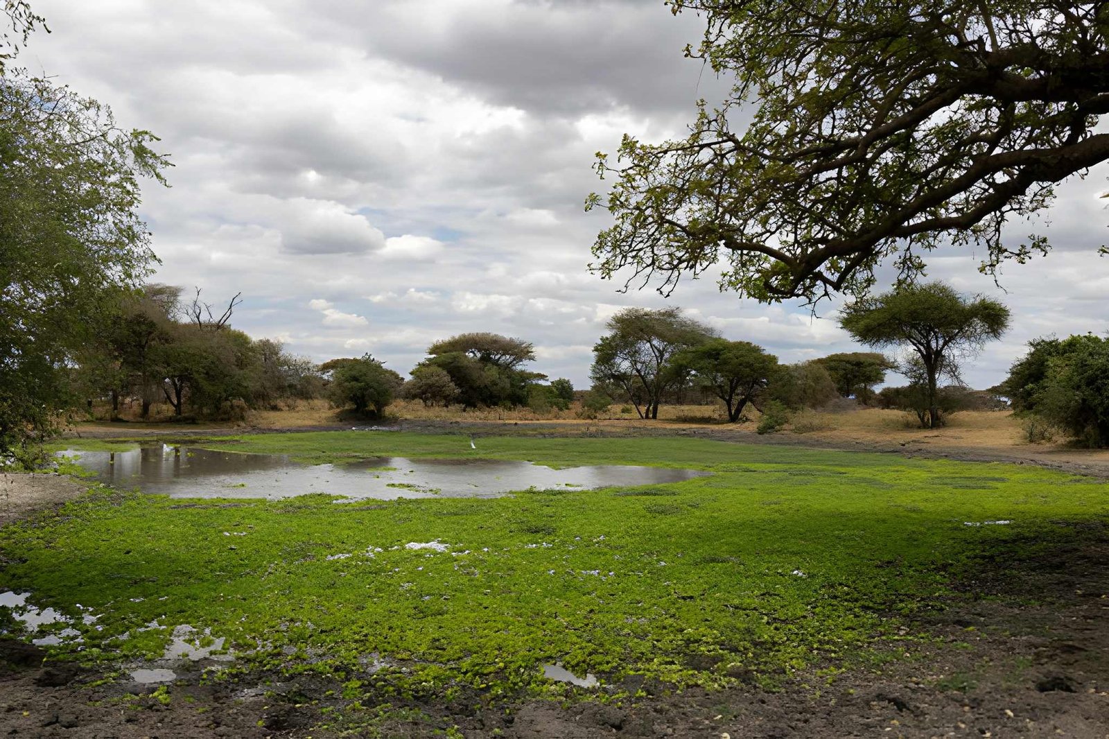 Tarangire National Park 6