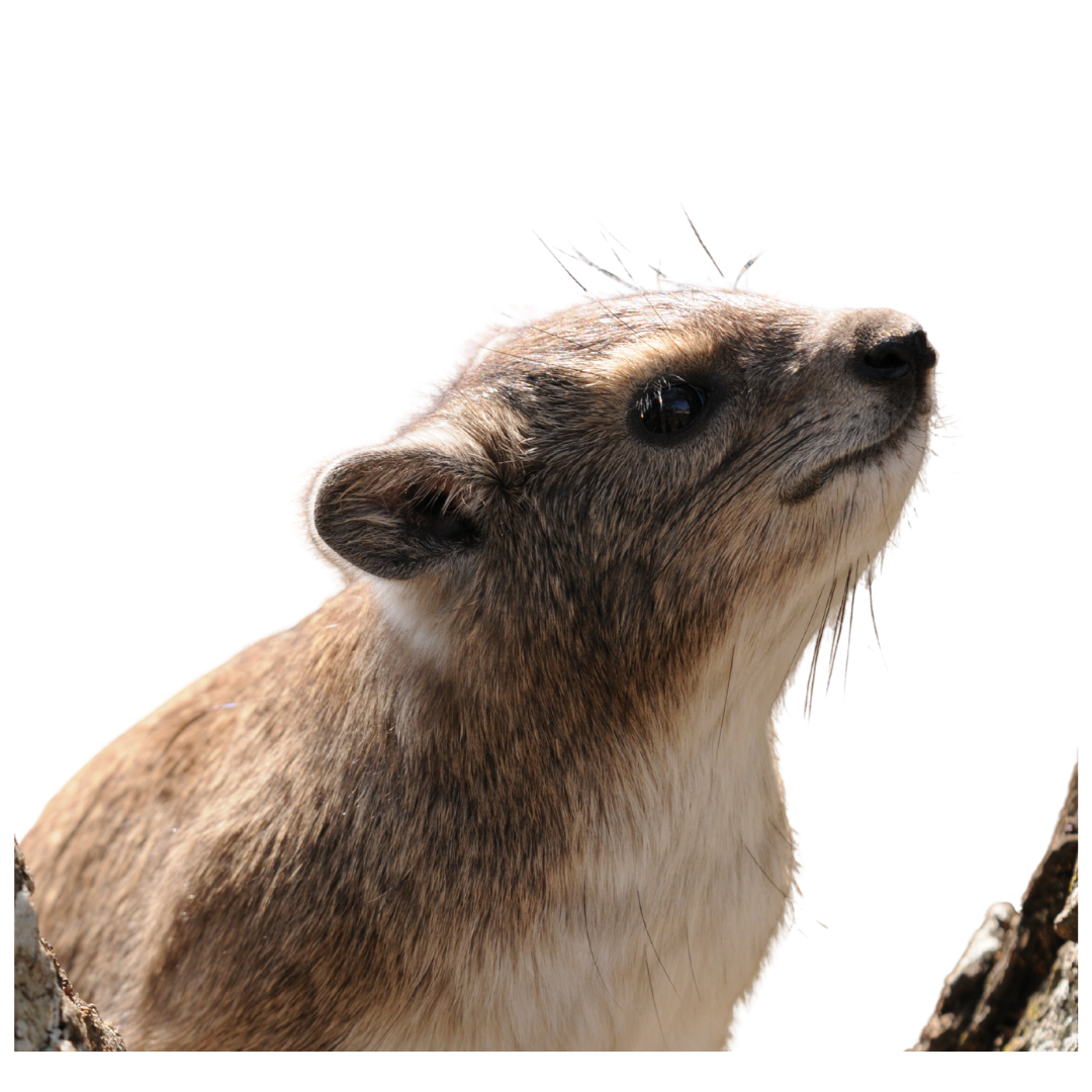 Tree Hyrax