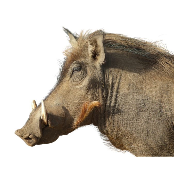 Warthog