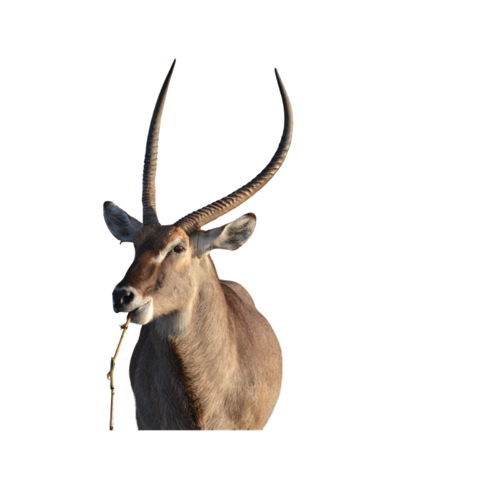 Waterbuck