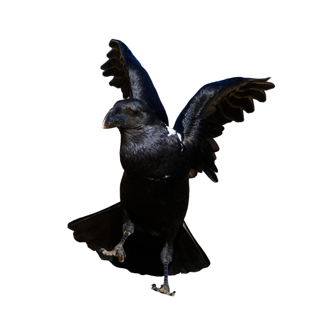 White-necked Raven
