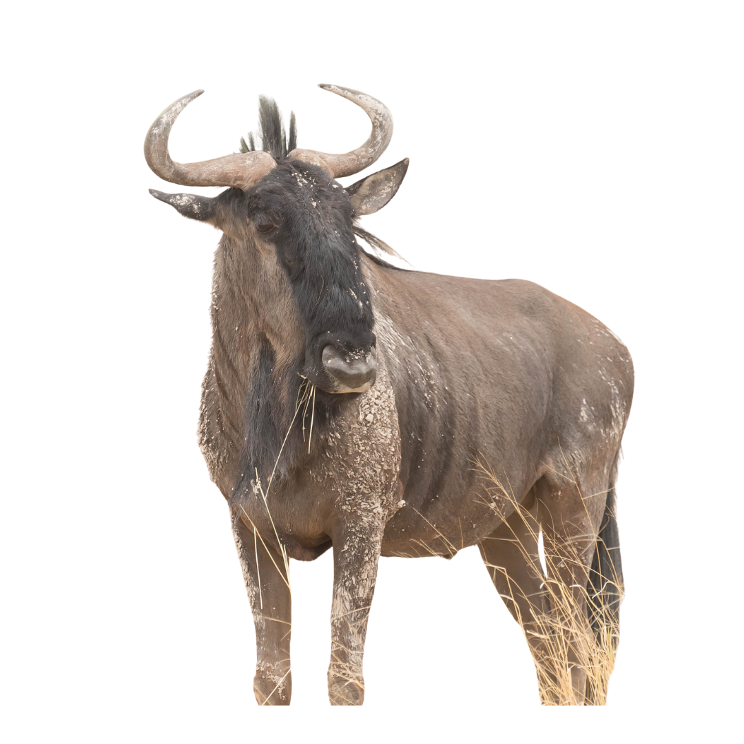 Wildebeest