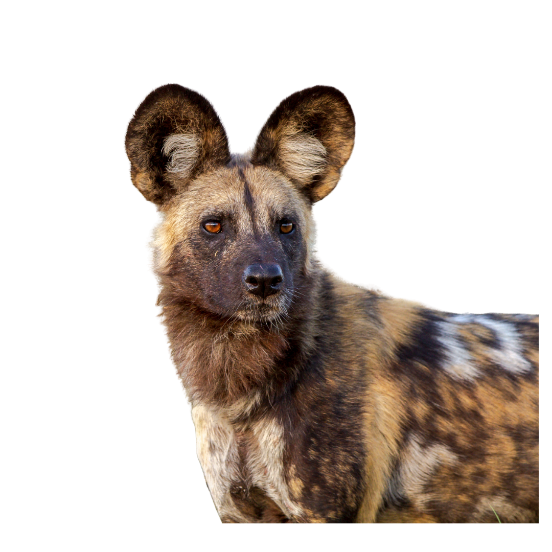 African Wild Dog