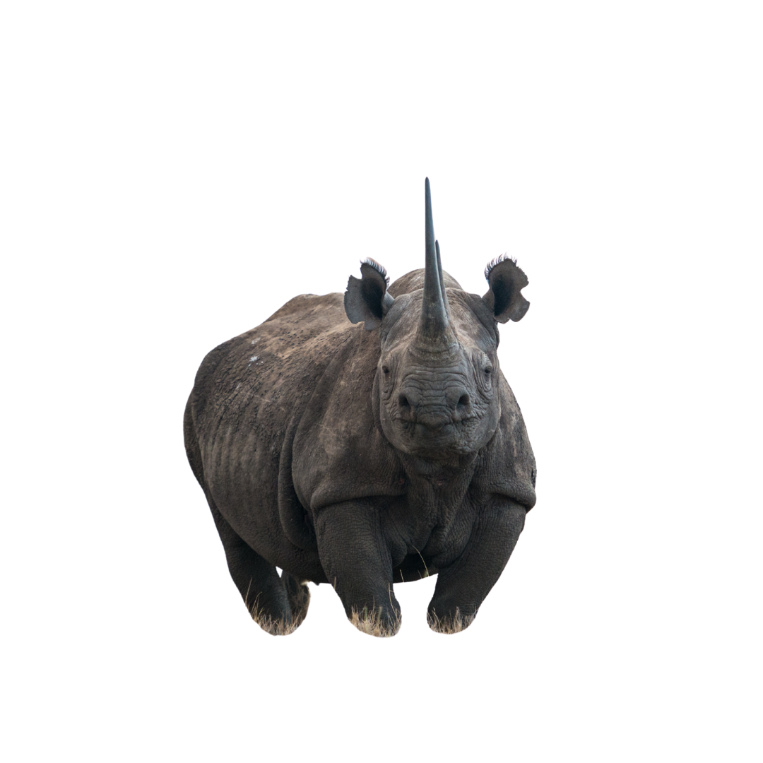 Black Rhinoceros
