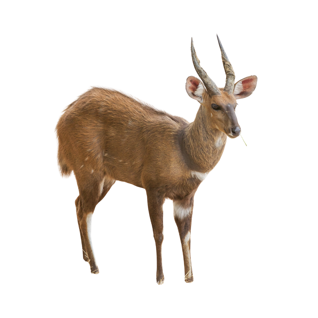 Bushbuck