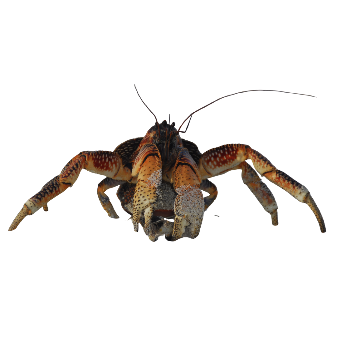 Coconut Crab