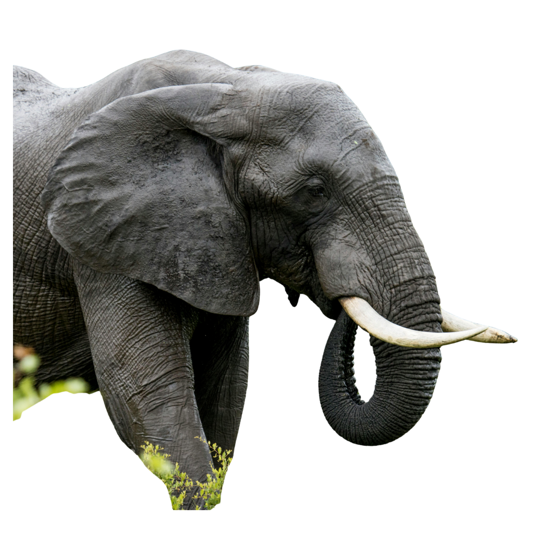 African Elephant