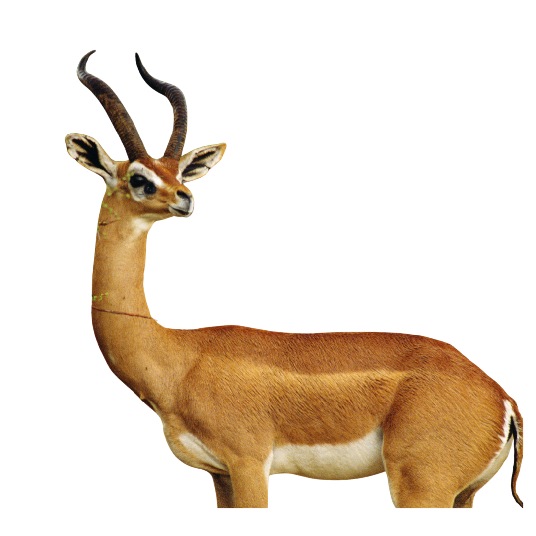 Gerenuk