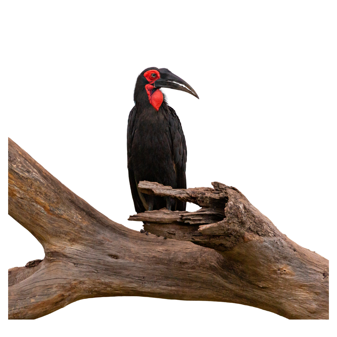 Ground Hornbill