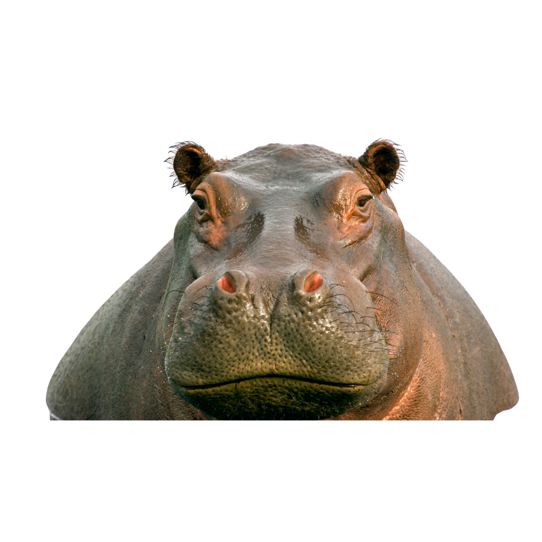Hippopotamus