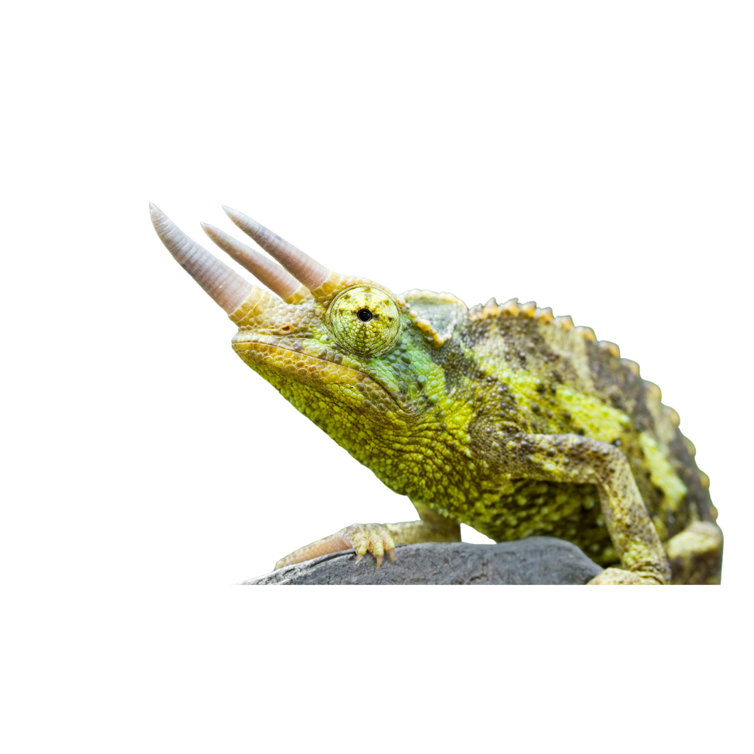 Jackson's Chameleon
