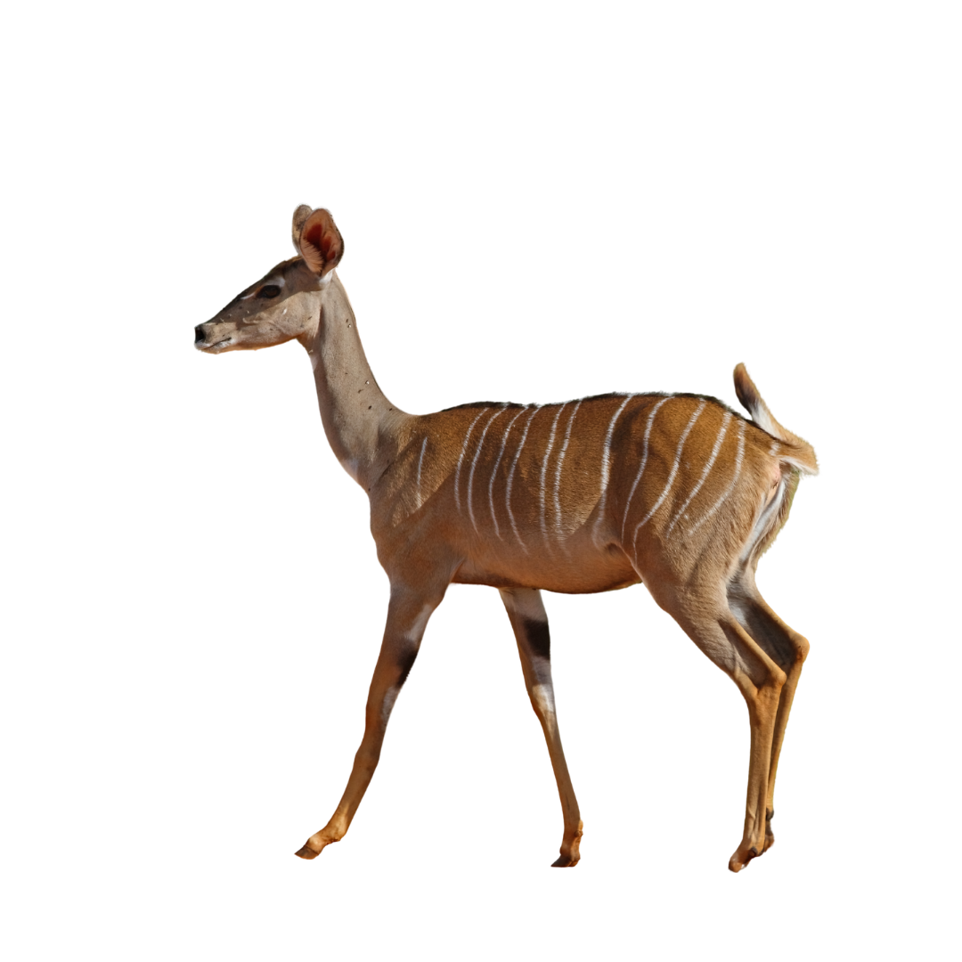 Lesser Kudu