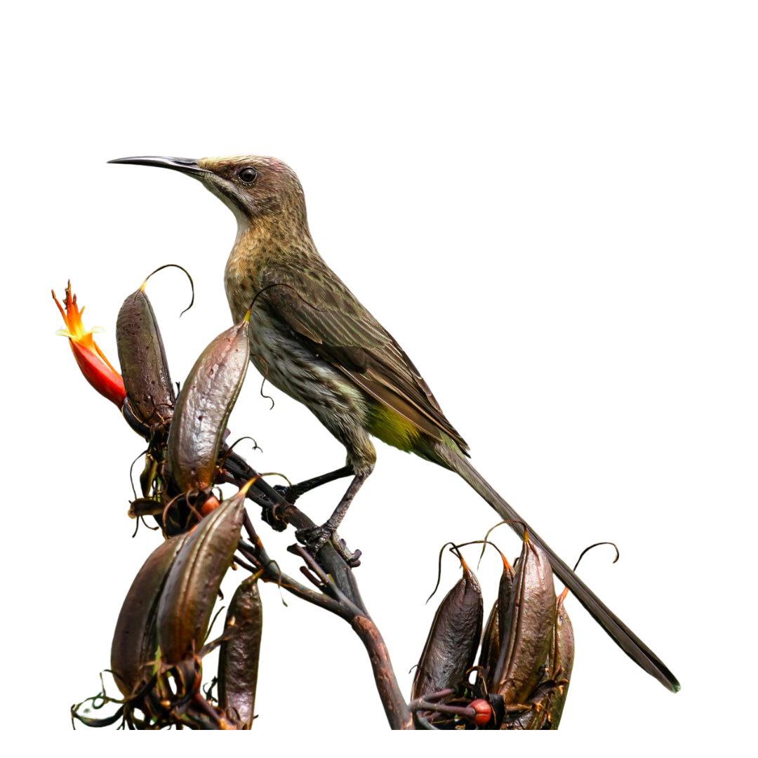 Malachite Sunbird
