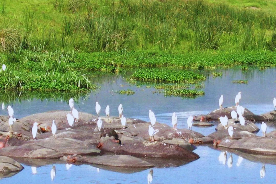 Lake Manyara Ground Water Forest