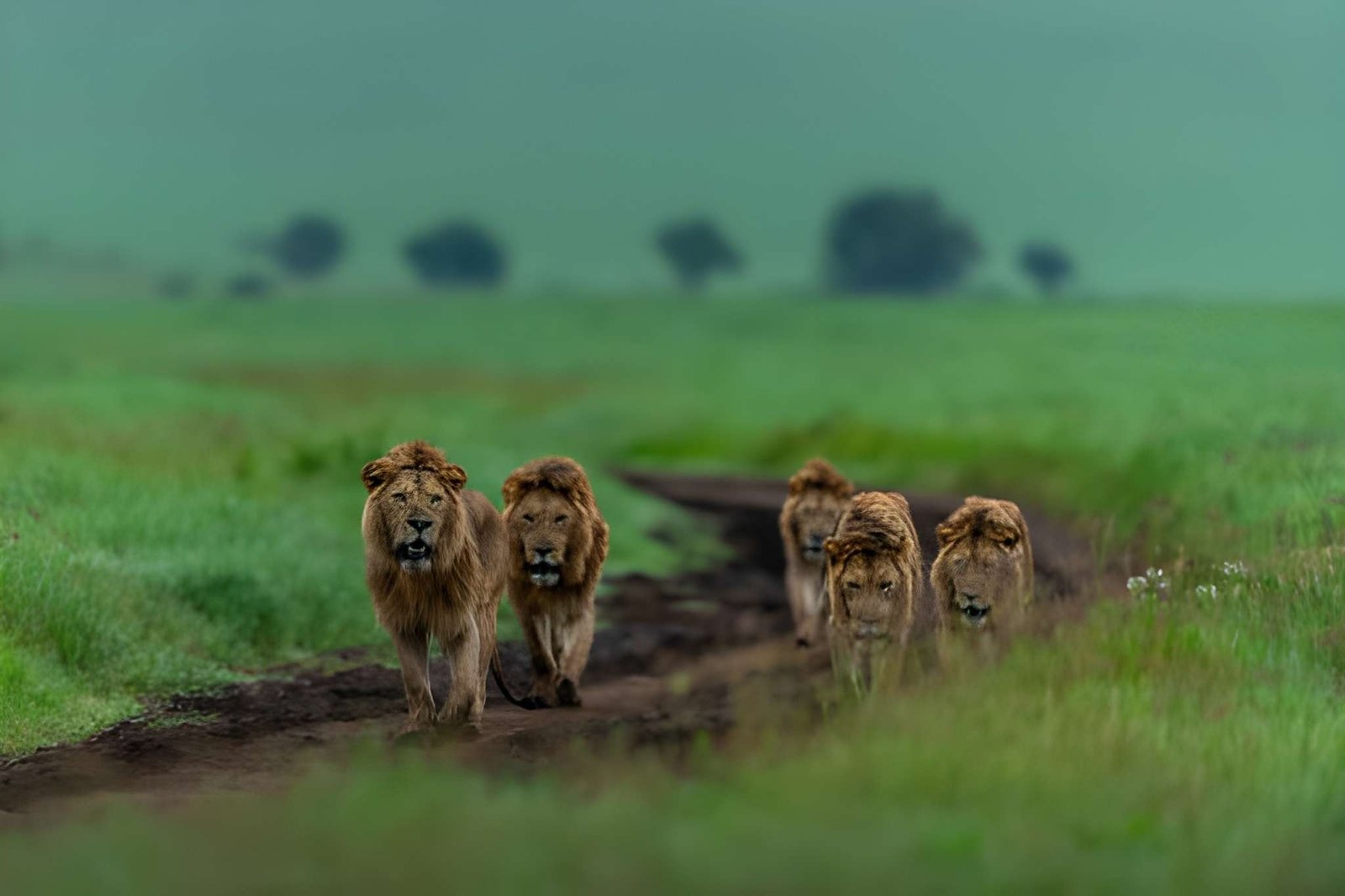 Ngorongoro Crater Day Tour