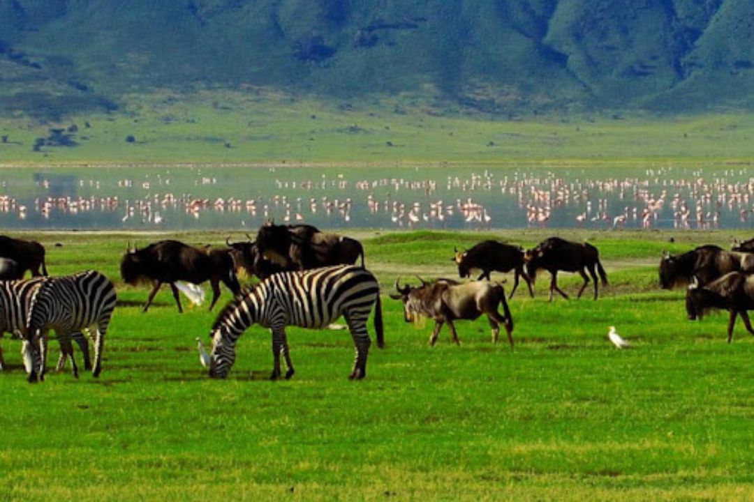 Ngorongoro Crater Landscape